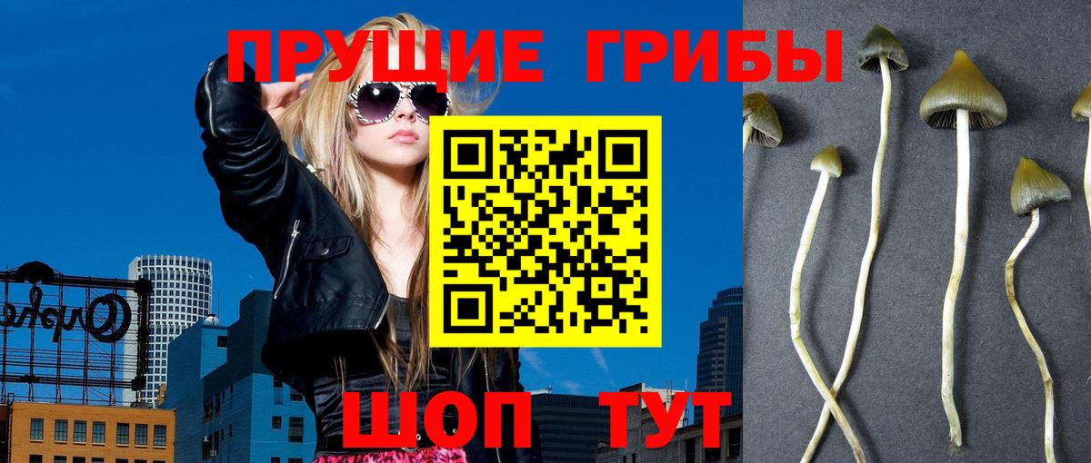 Псилоцибиновые грибы Psilocybe Грязи